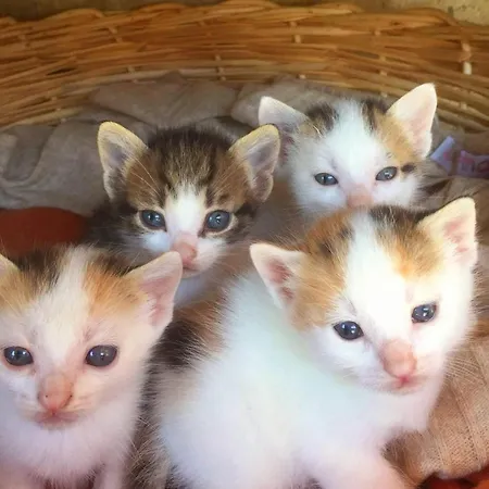 Stefanel View-frederika Ferienhaus