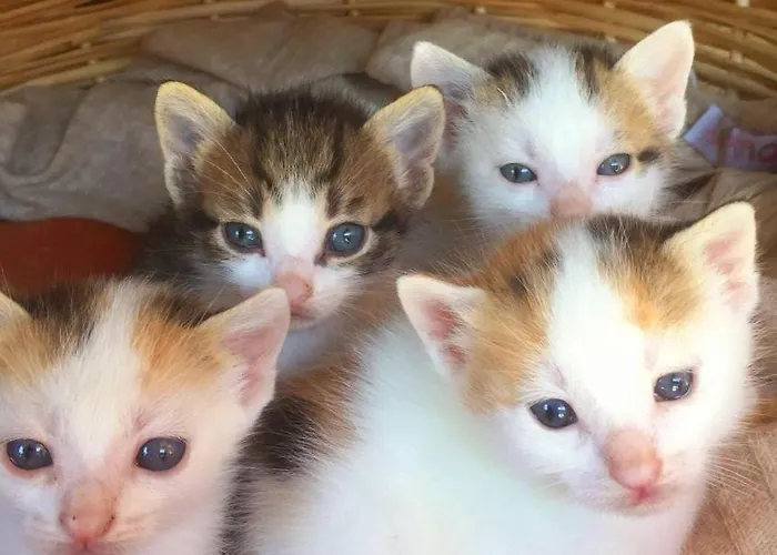 Stefanel View-frederika Holiday home