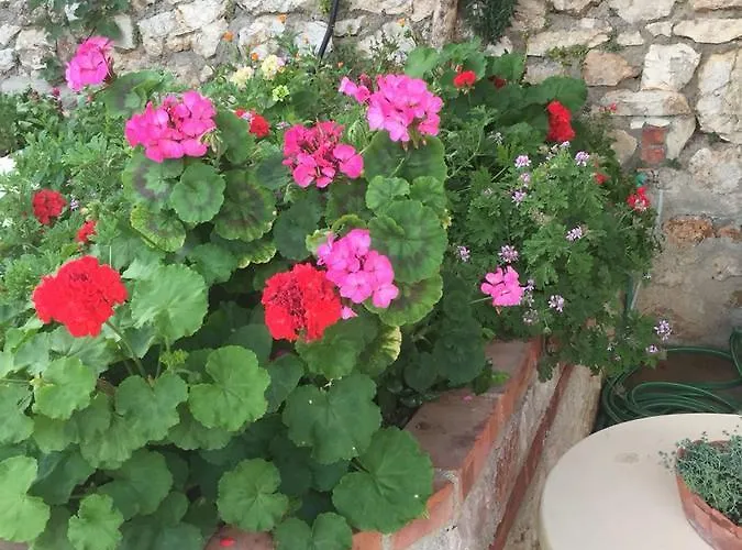 Stefanel View-frederika Himare